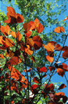 Rote Herbstblätter