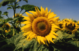 Ungarn, Sonnenblume